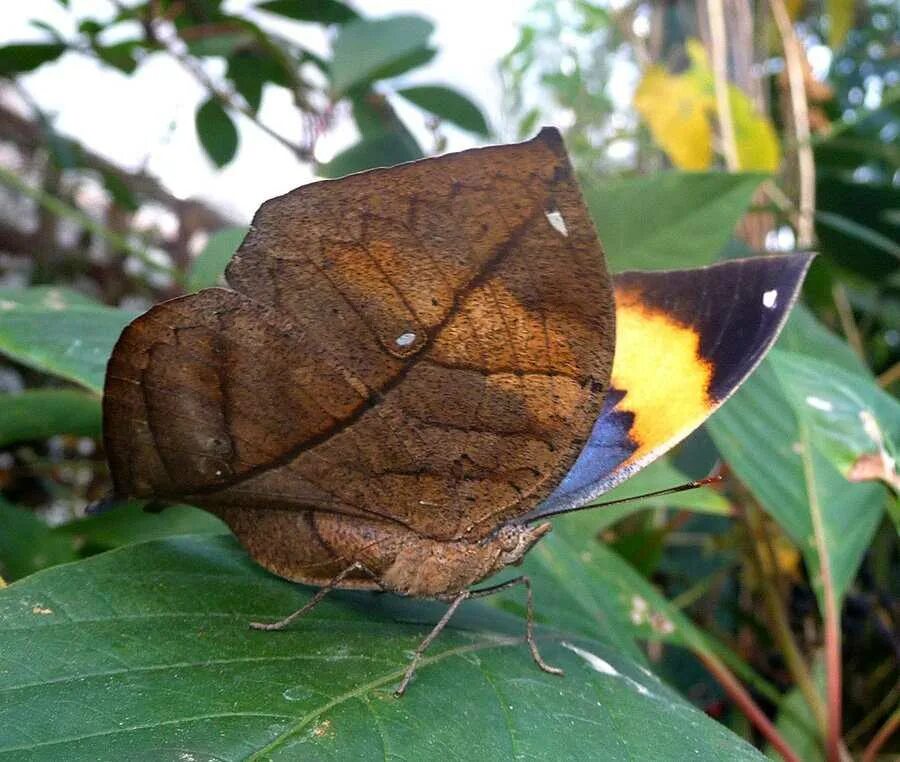 Мимикрия под. Бабочка каллима мимикрия. палочник листовидка phyllium siccifolium. бабочка-листовидка (каллима). листовидка каллима.