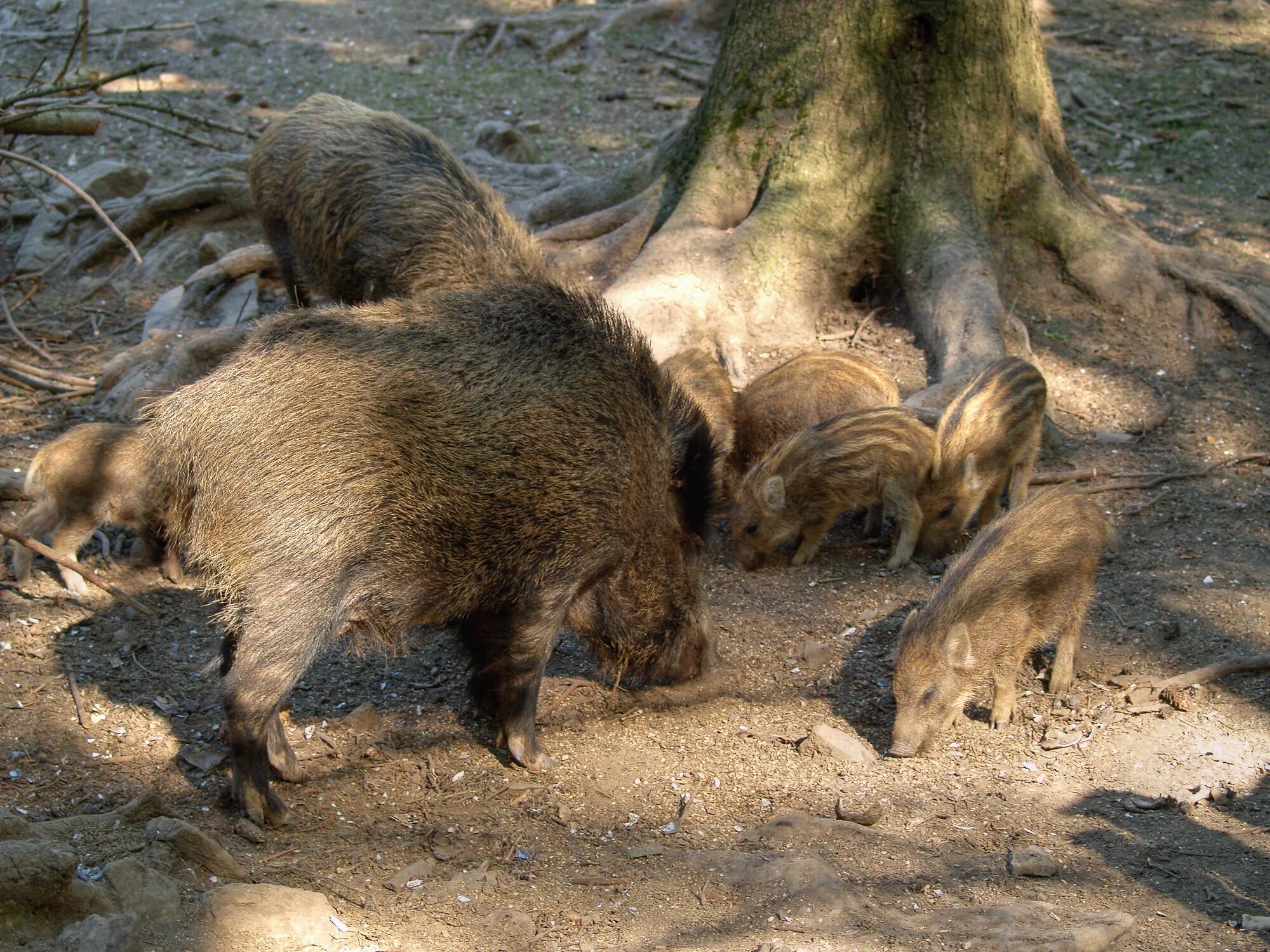 Кабан (sus scrofa l.). Кабаниха самка кабана. Кабан и кабаниха. Кабан ареал. Дикие свиньи живут