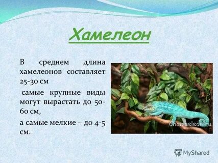 Описать хамелеон