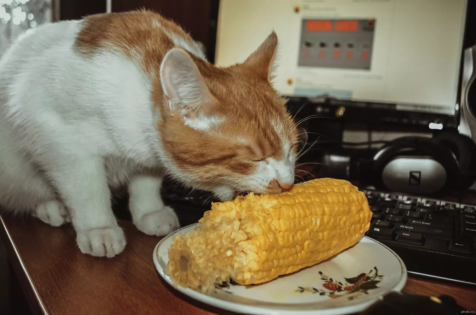 Тихо голодный. Голодный кот. Голодный котенок. Котик ест. Кошачья еда.