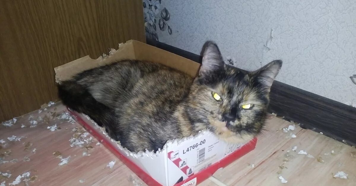 Почему кот грызет мебель. Кот в коробке. кот прогрыз коробку. коробка для кота. кот грызет коробку.