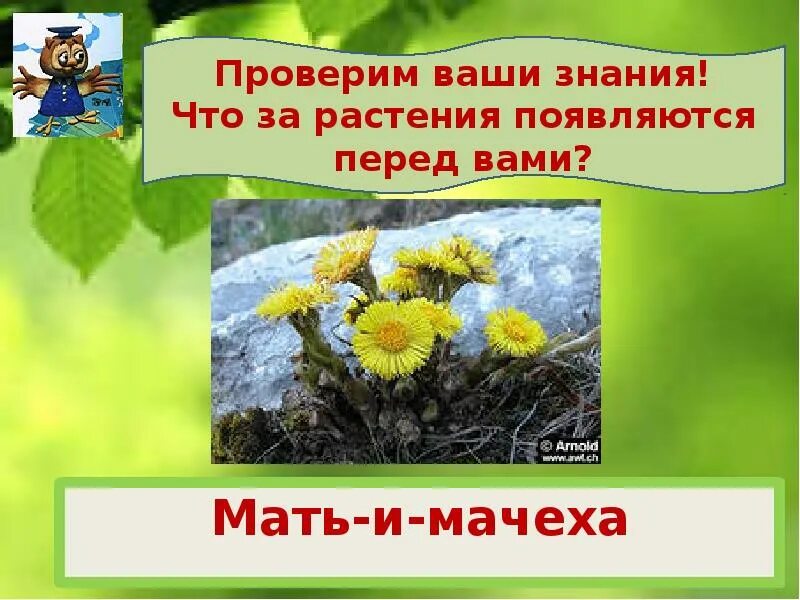 Весеннее пробуждение растений тест. Весеннее Пробуждение растений 2 класс окружающий мир. Растения весной презентация 2 класс. Весеннее Пробуждение растений 2 класс презентация.