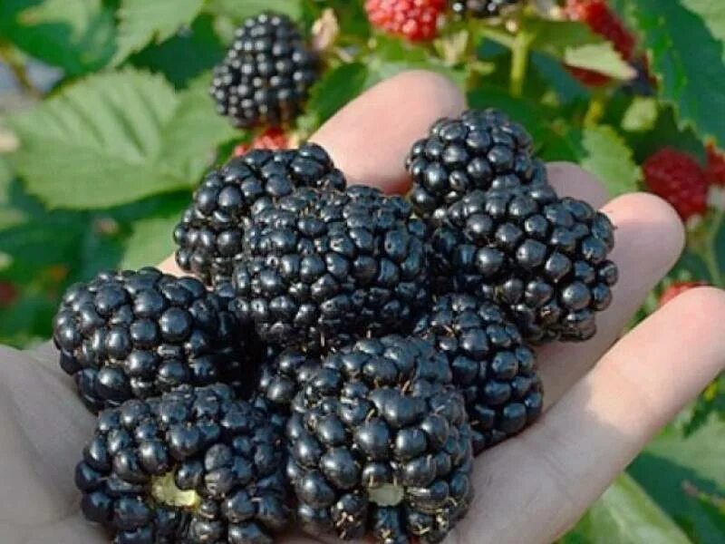 Лучшие сорта ежевики для урала