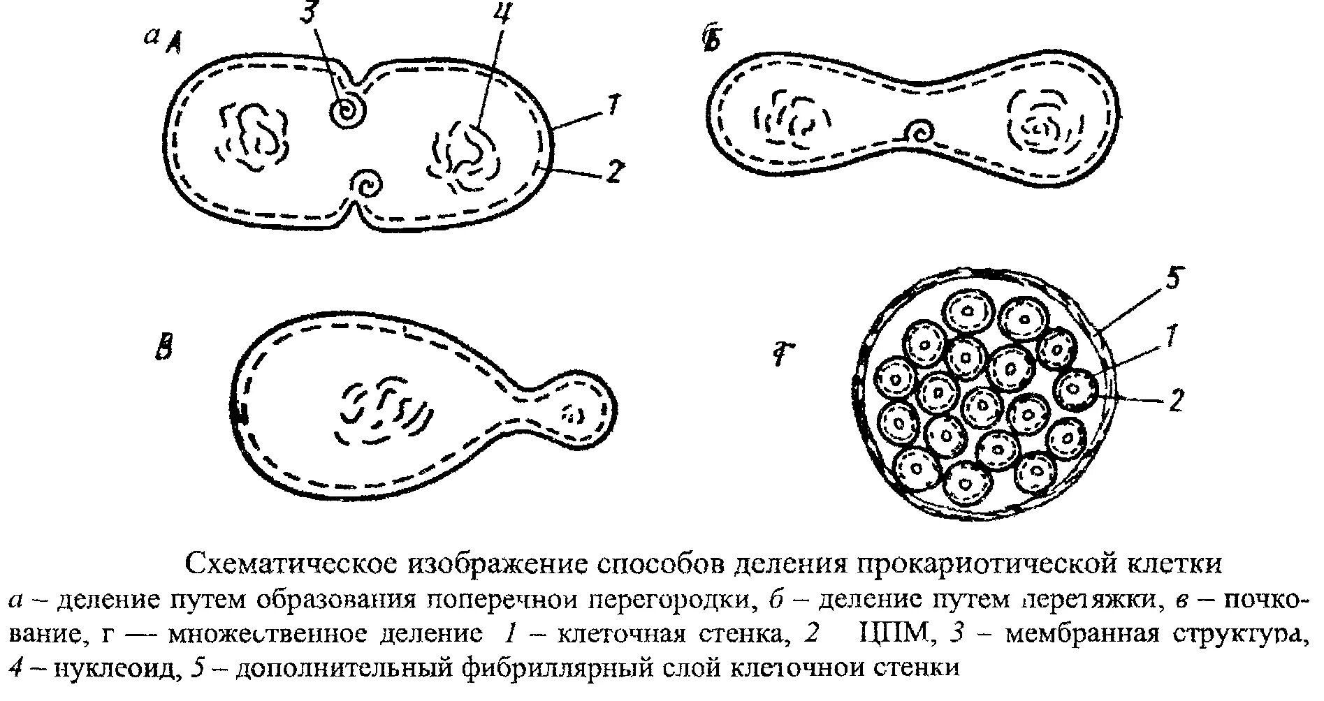 Деление центральной клетки. Схема деления прокариотической клетки. Деление клеток прокариот схема. Способ деления прокариотической клетки. Размножение прокариот схема.