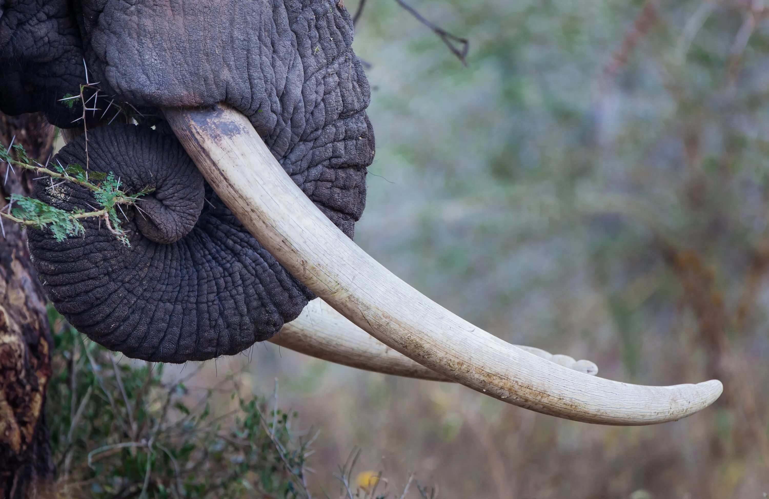 Elephant tusks. Бивни слонов золотое сечение. Бивни слона. Слоновий бивень. Слоны с бивнями.