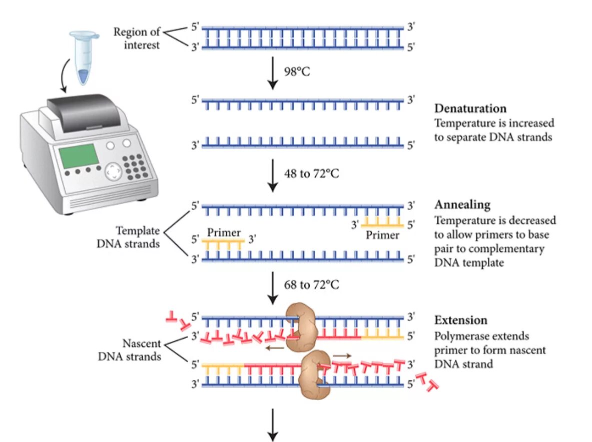 Источник https chemer ru services reactions chains. DNA polymerase PCR. Polymerase Chain Reaction (PCR). ПЦР-RT что это. PCR components.