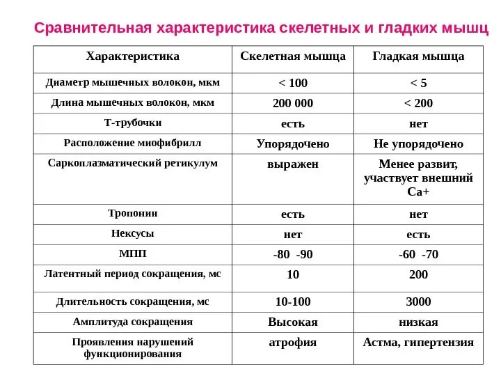 Свойства гладких скелетных мышц. Сравнительная характеристика гладкой и скелетной мышцы. физиологические свойства мышечной ткани физиология. свойства скелетных и гладких мышц физиология сравнения. сравнительная характеристика скелетных и гладких мышц физиология.