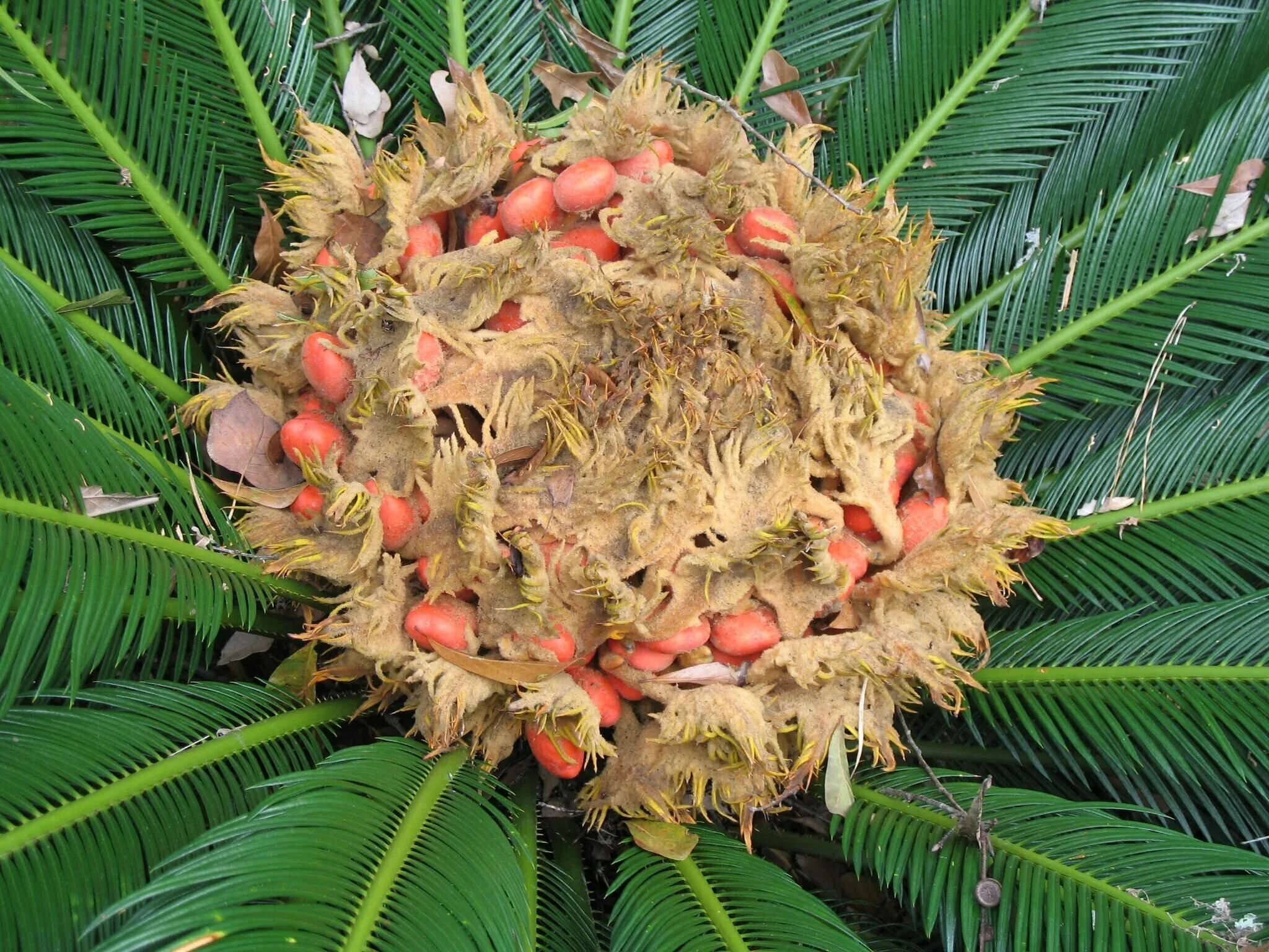 Cycas revoluta