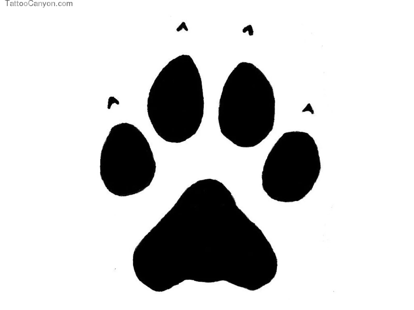 тату лапа волка. эскизы лап. волчья лапа тату эскиз. лапка. собачий след.