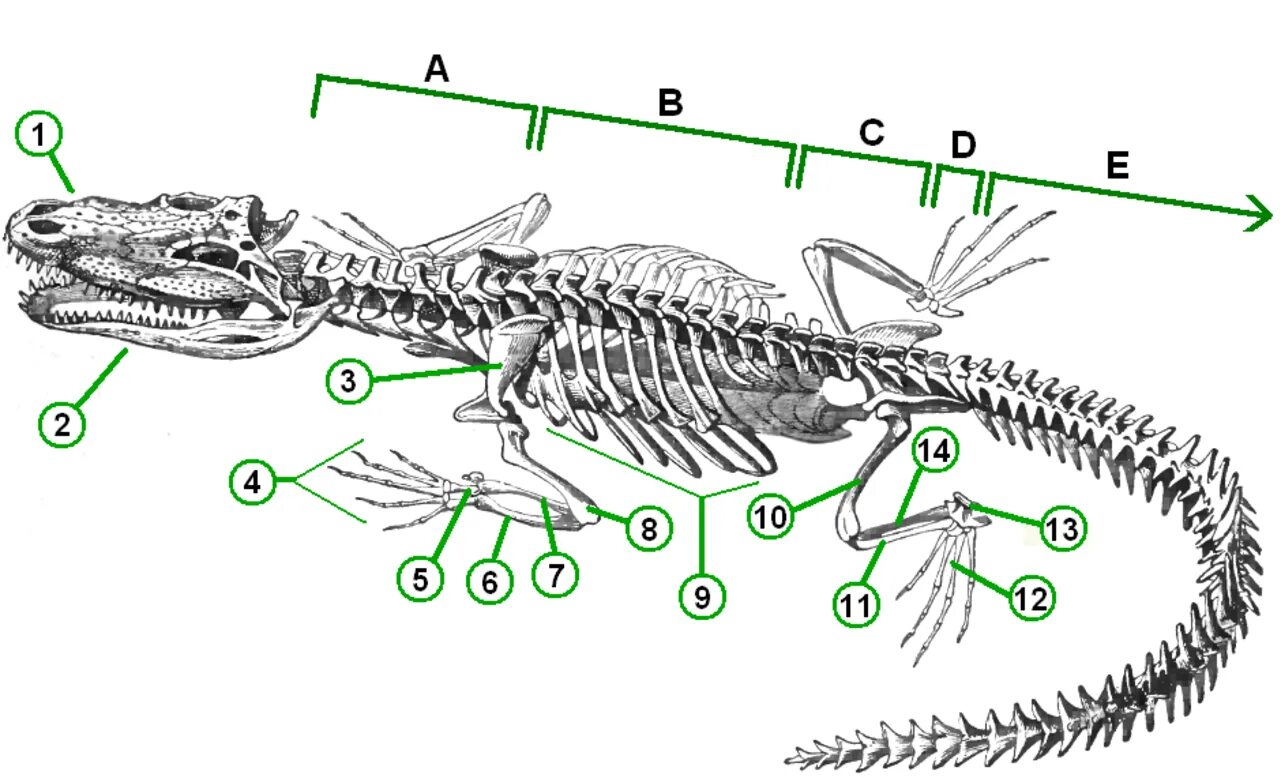 Скелет крокодила строение. Строение скелета крокодила схема. Анатомия крокодила скелет. Внутреннее строение пресмыкающихся скелет.