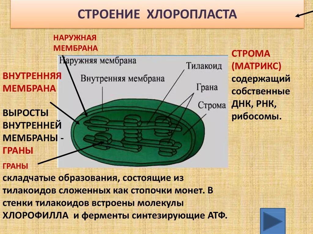 Хлоропласты характерны для ответ. Хлоропласты Строма тилакоиды граны. Структура хлоропласта Строма. Функции стромы в хлоропласте. Внутренняя мембрана тилакоида хлоропласта.