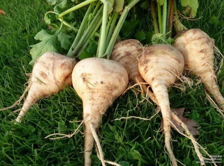 Корнеплоды рисунок. Корнеплоды. Растения корнеплоды. Swede перевод овощ. Кормовые корнеплоды брюква турнепс.