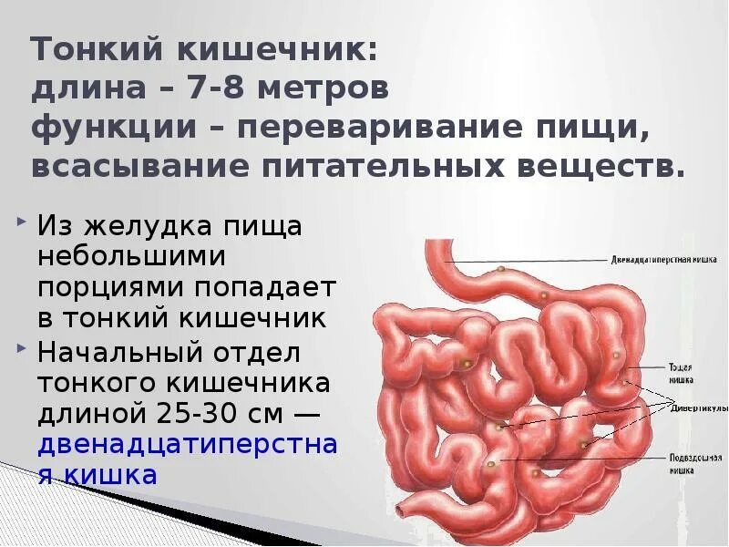 В тонкую кишку открываются. Сколько метров тонкий кишечник у человека. Длина толстой кишки и тонкой у человека. Сколько длина тонкой кишки у человека. Длина и отделы тонкого и Толстого кишечника.