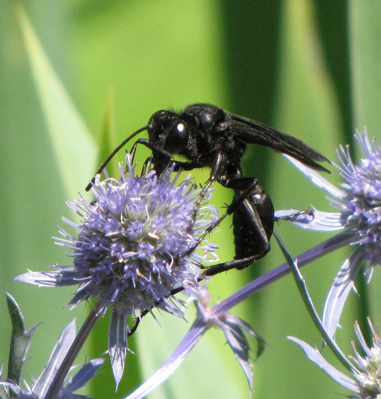 Черное насекомое похожее. Шершень Дыбовского черный. Черная Оса пелопей. Лесные осы черные. Giant Black Wasp.