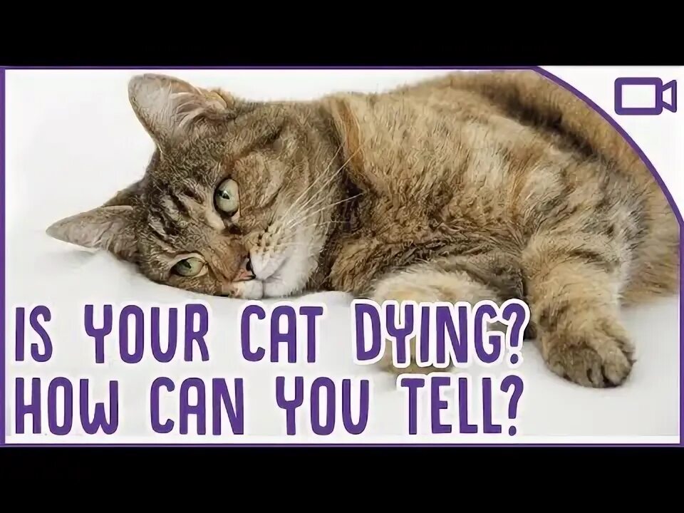 The cat is not. The cat is not
