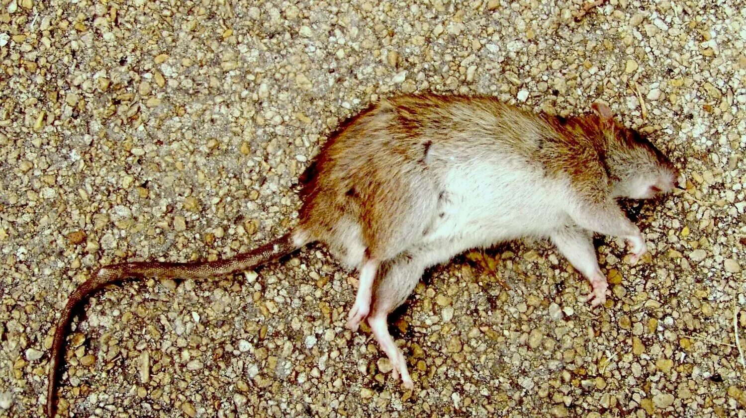 гибриды мышей