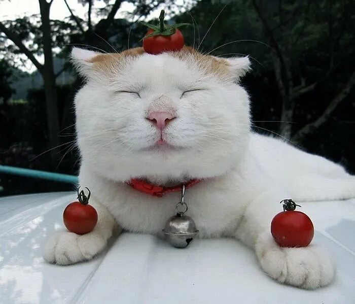 Коты на дзене
