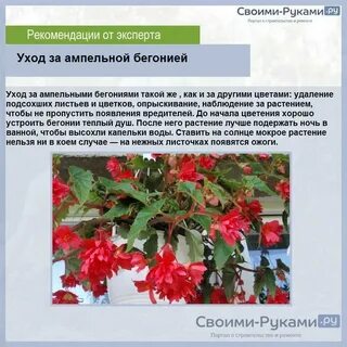 Прищипывают ли клубневую бегонию