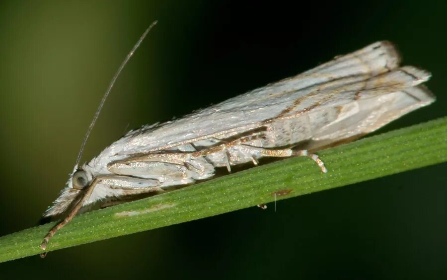 средняя моль. шерстолапка садовая бабочка. платяная моль имаго. средняя моль. средняя моль.