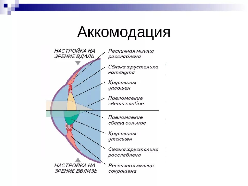 Практическая работа принцип работы хрусталика биология. Аккомодация хрусталика глаза. Нарушение аккомодации строение глаза. Острота зрения. Аккомодация.. Строение глаза аккомодация.