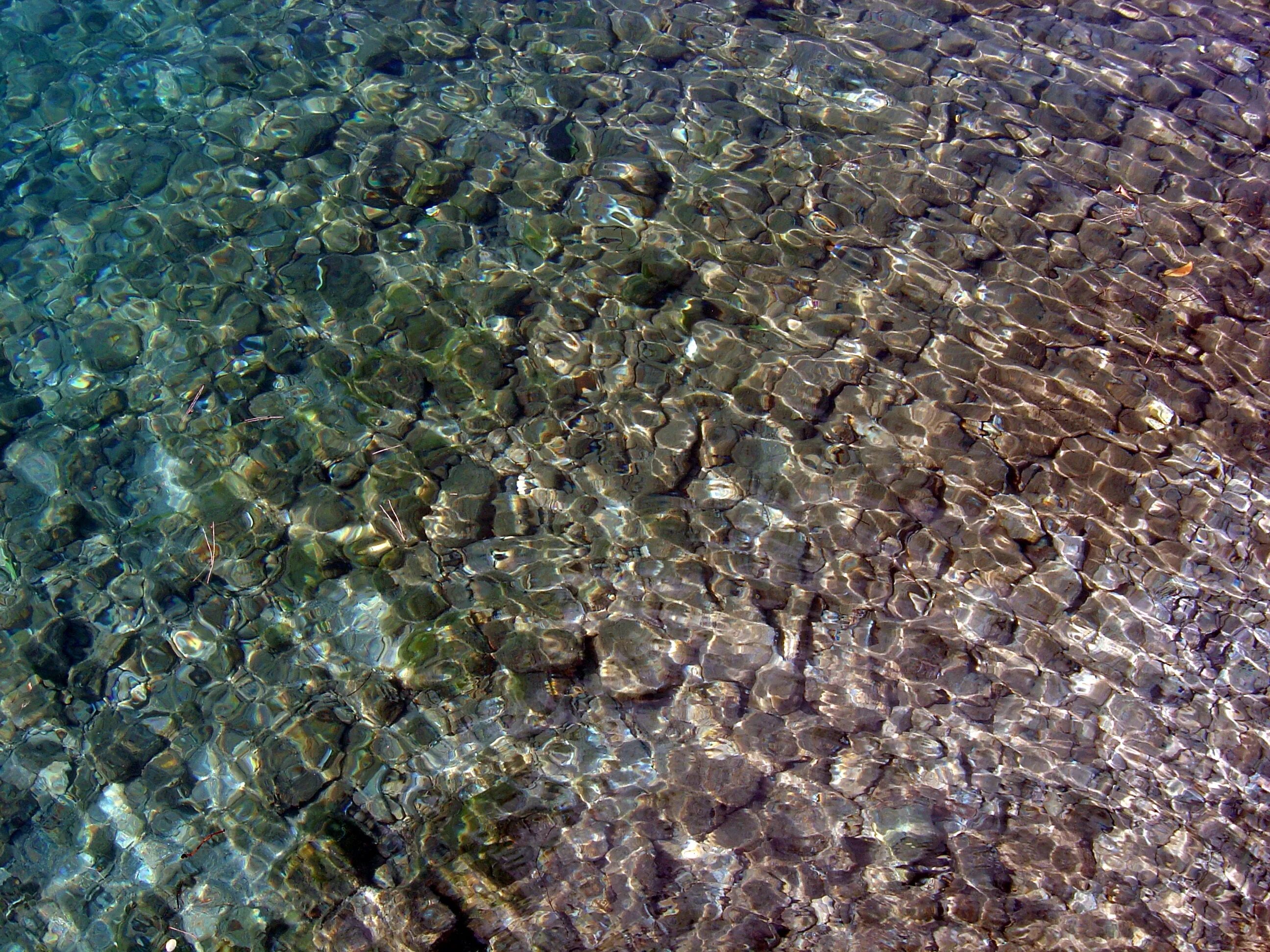 Видеть много рыб в прозрачной воде. Голубые водоросли. Прозрачная вода галька сверху. Мелкие камешки под водой. Прозрачная вода фото.
