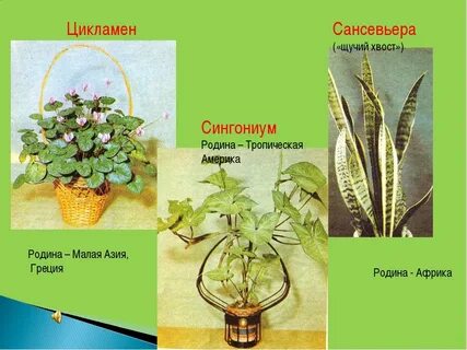 Откуда попали к нам кактусы пеларгония сансевьера