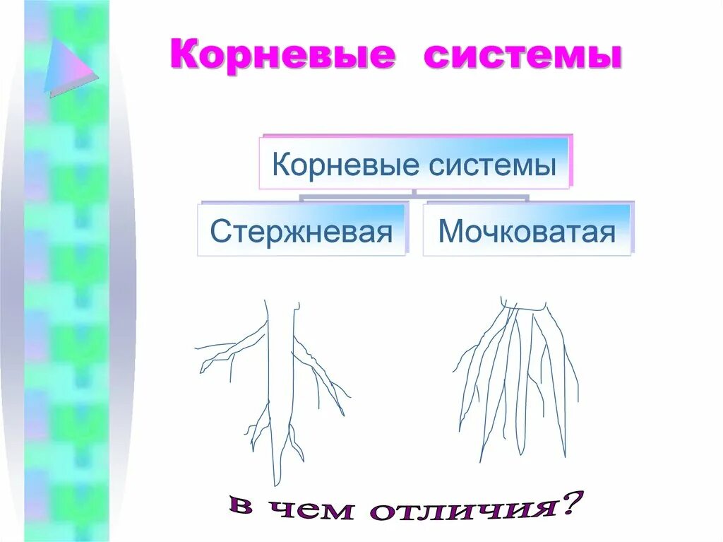 Отличить корень. Мочковатая корневая система тюльпан. Стержневая и мочковатая корневая система.