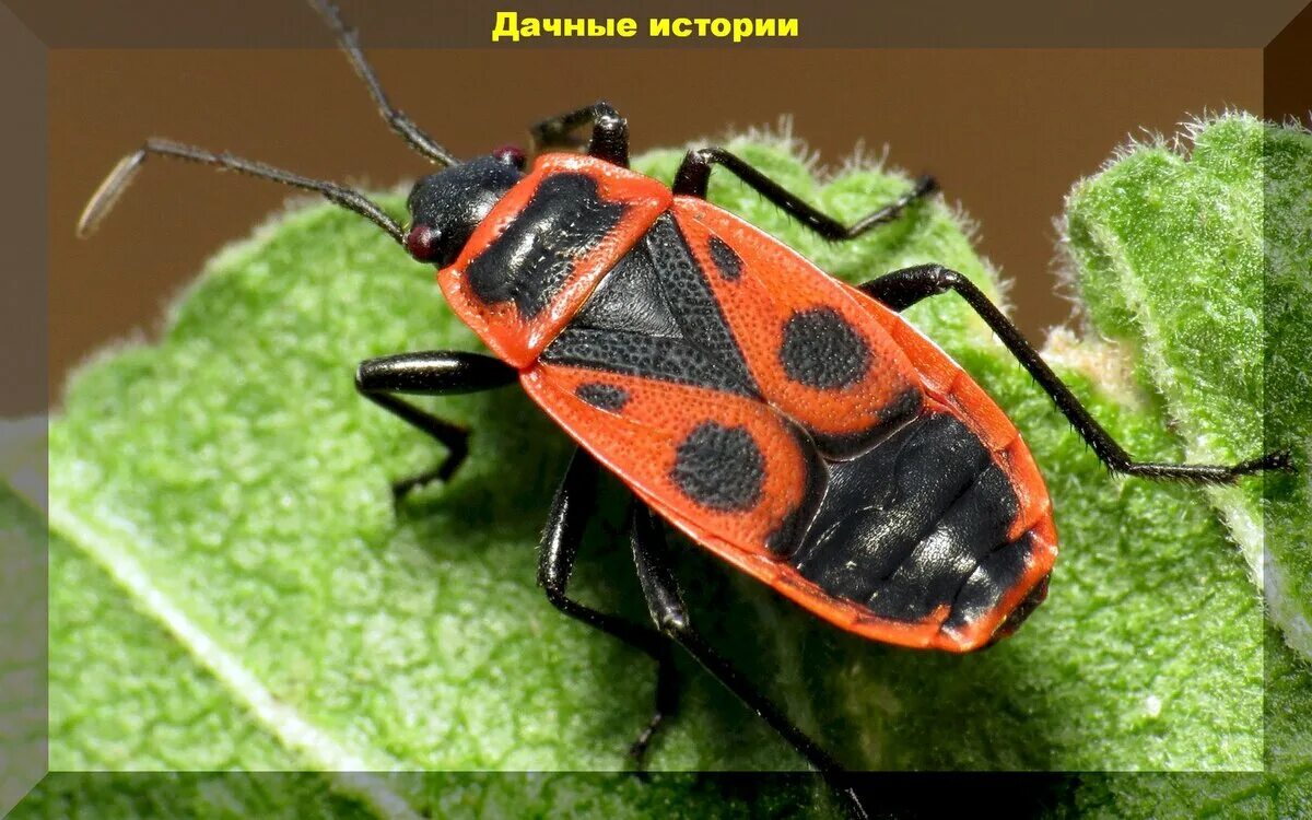 Красноклоп бескрылый ( клоп-солдатик) (pyrrhocoris apterus). Клоп-солдатик – pyrrhocoris apterus. Жук пожарник клоп. Клоп-солдатик – pyrrhocoris apterus. Зеленый клоп солдатик.