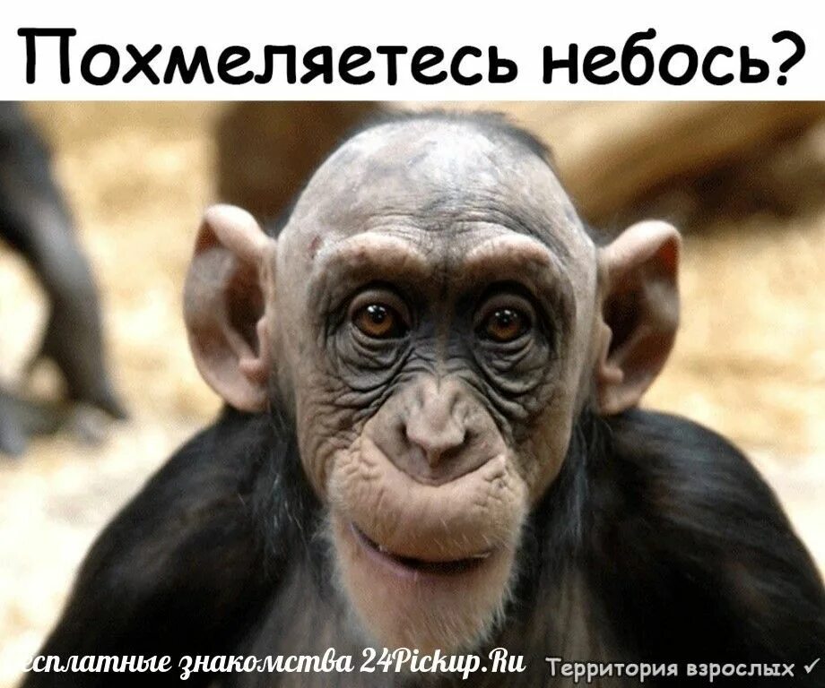 Хмурые животные фото. Уродог это. Уродог это. Ушастая обезьяна. Уродог это.