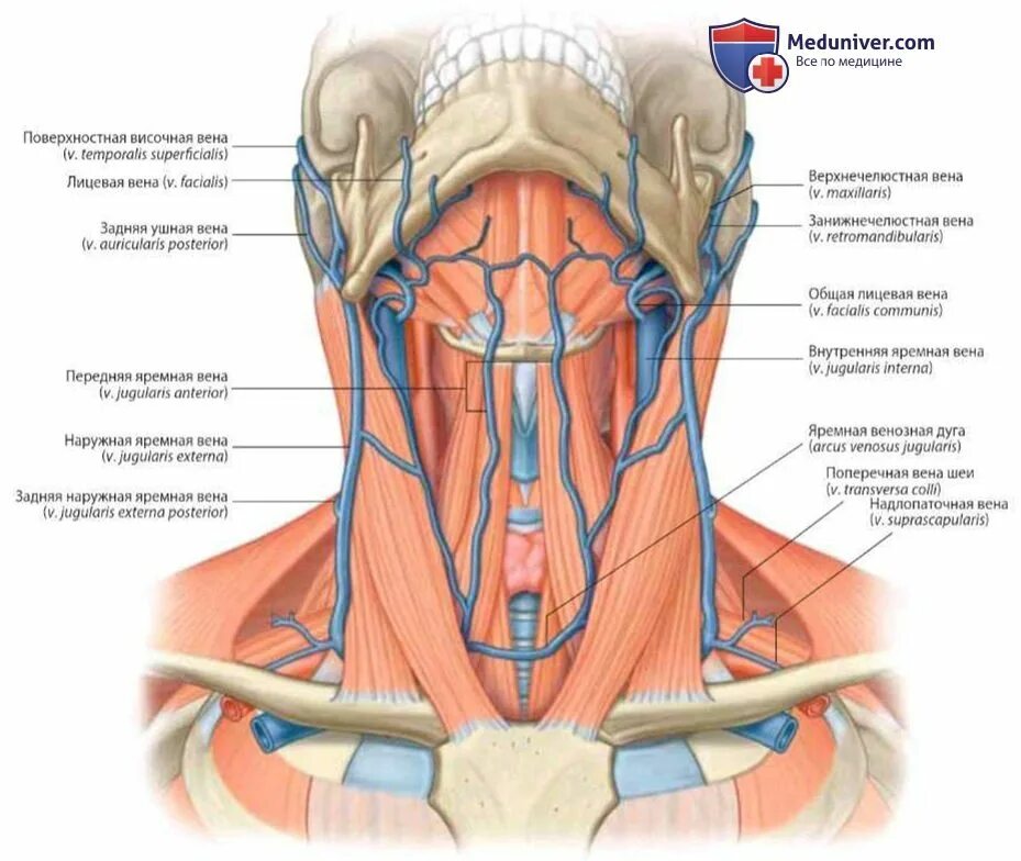 Яремная артерия где находится. Яремные вены анатомия шеи. Верхняя яремная Вена анатомия. Наружная яремная Вена анатомия. Наружная яремная Вена анатомия топография.