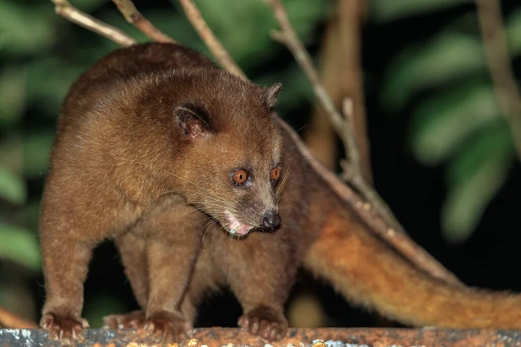 Common palm civet. Шри ланкский мусанг. Африканская циветта. Пальмовая куница лювак. Пальмовая куница мусанг.