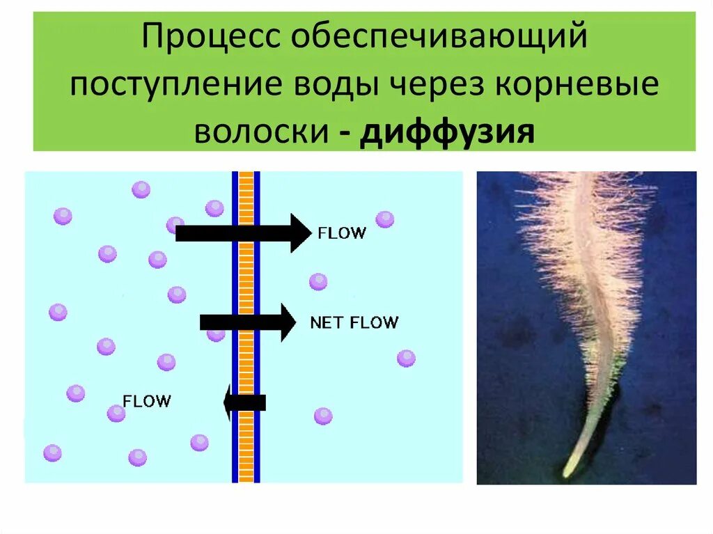 Корневые волоски у растений. Поступление воды в корневые волоски. Корневые волоски 6 класс биология. Функции корневых волосков.