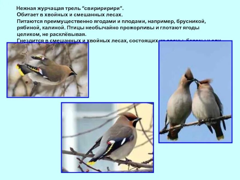 Птицы обитающие в хвойных лесах. Птицы в смешанных лесах. какая птица журчит. какие птицы обитают в смешанных лесах. четко какие птицы обитают в еловом лесу.