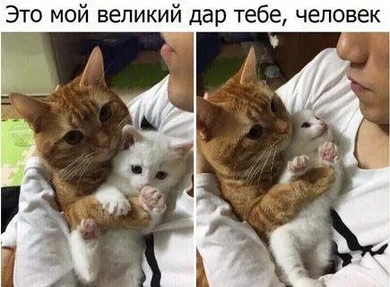 Ти даром