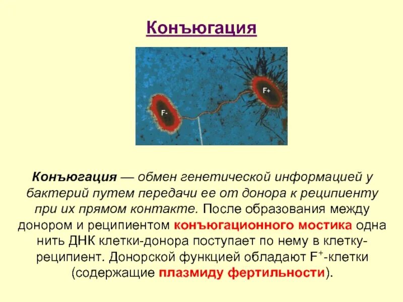 Бактерия донор. Обмен генетической информацией у бактерий. Генетический обмен у бактерий донор реципиент. Пути передачи ДНК У бактерий. Передача наследственной информации у бактерий.