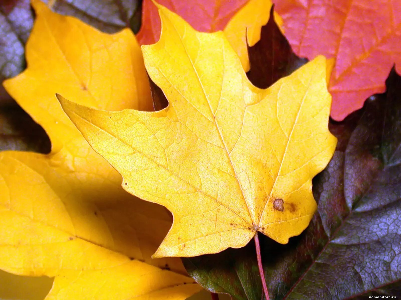 Листья желтые по краям. Желтый лист. Осенние листья. Желтый лист клена. Жёлтый лист осенний.
