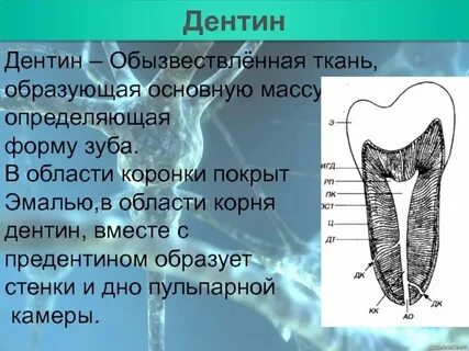 Зуб образовать слова