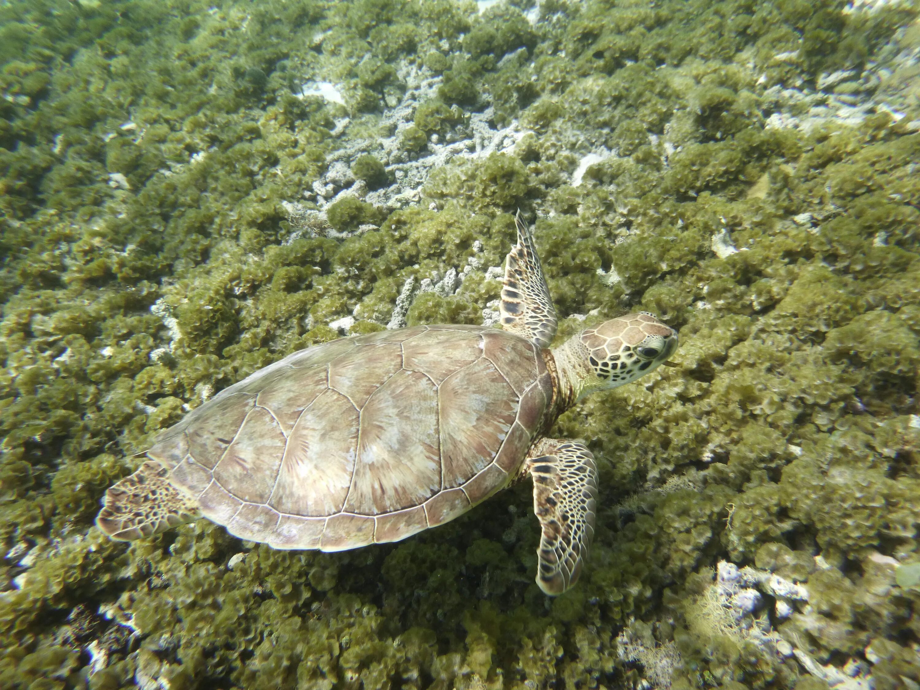 Фауна Карибского моря. Карибский бассейн черепахи. Морская черепаха. Карибская черепаха. Дикое морское животное