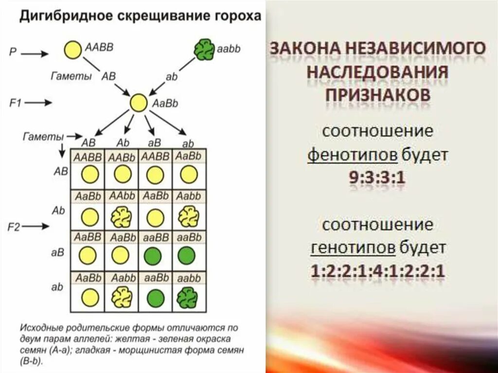 Дигибридное гетерозиготное скрещивание. Соотношение генотипов при скрещивании дигетерозигот. Расщеплении по генотипу и фенотипа в f2 в дигибридное скрещивании. Закономерности наследования дигибридное скрещивание 10 класс таблица. Схема дигибридного скрещивания гороха.