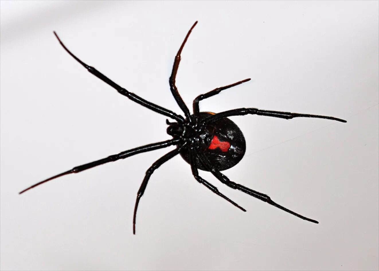 Черный паук хорошо. Latrodectus Hesperus. Каракурт черная вдова. Чёрная вдова паук самка. Чёрная вдова паук самец.