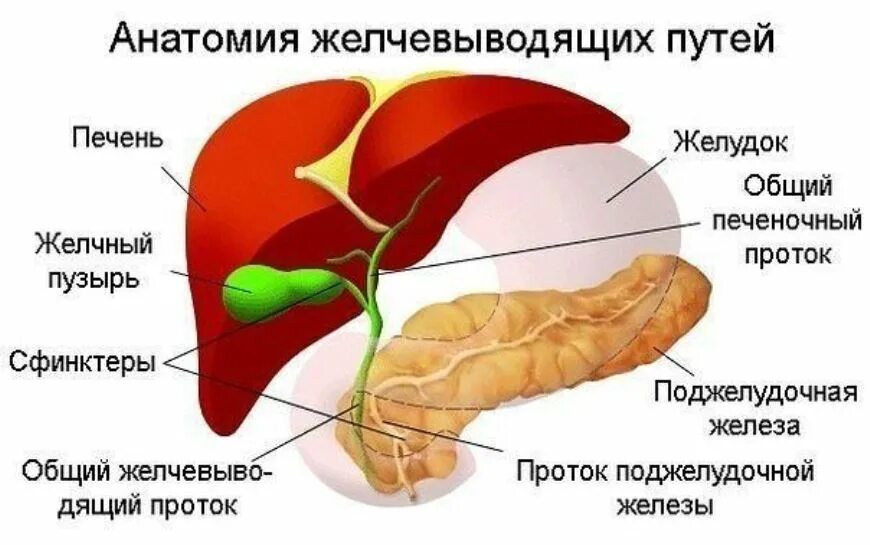 Повысить функцию печени