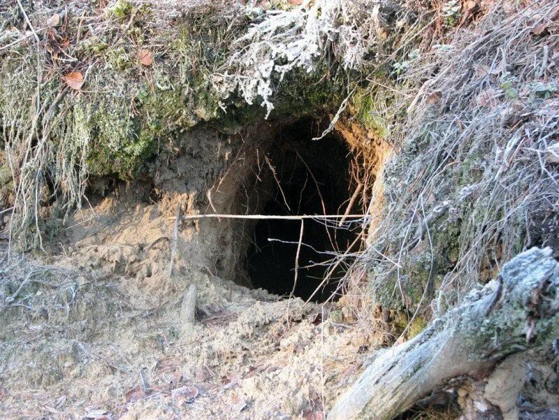 Волк живет в логове. Волчье логово волков. Дом волка как называется. Волчье логово жилище волков. Волчье логово жилище волков.