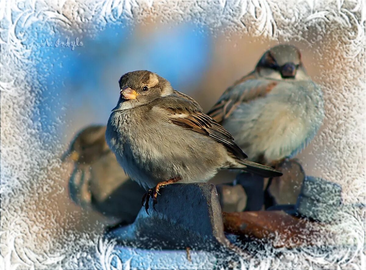 Почему птицы нахохливаются. Воробей зимой. Воробьи у окна зимой. Воробышки у окна зимой. Птицы зимой Воробей.