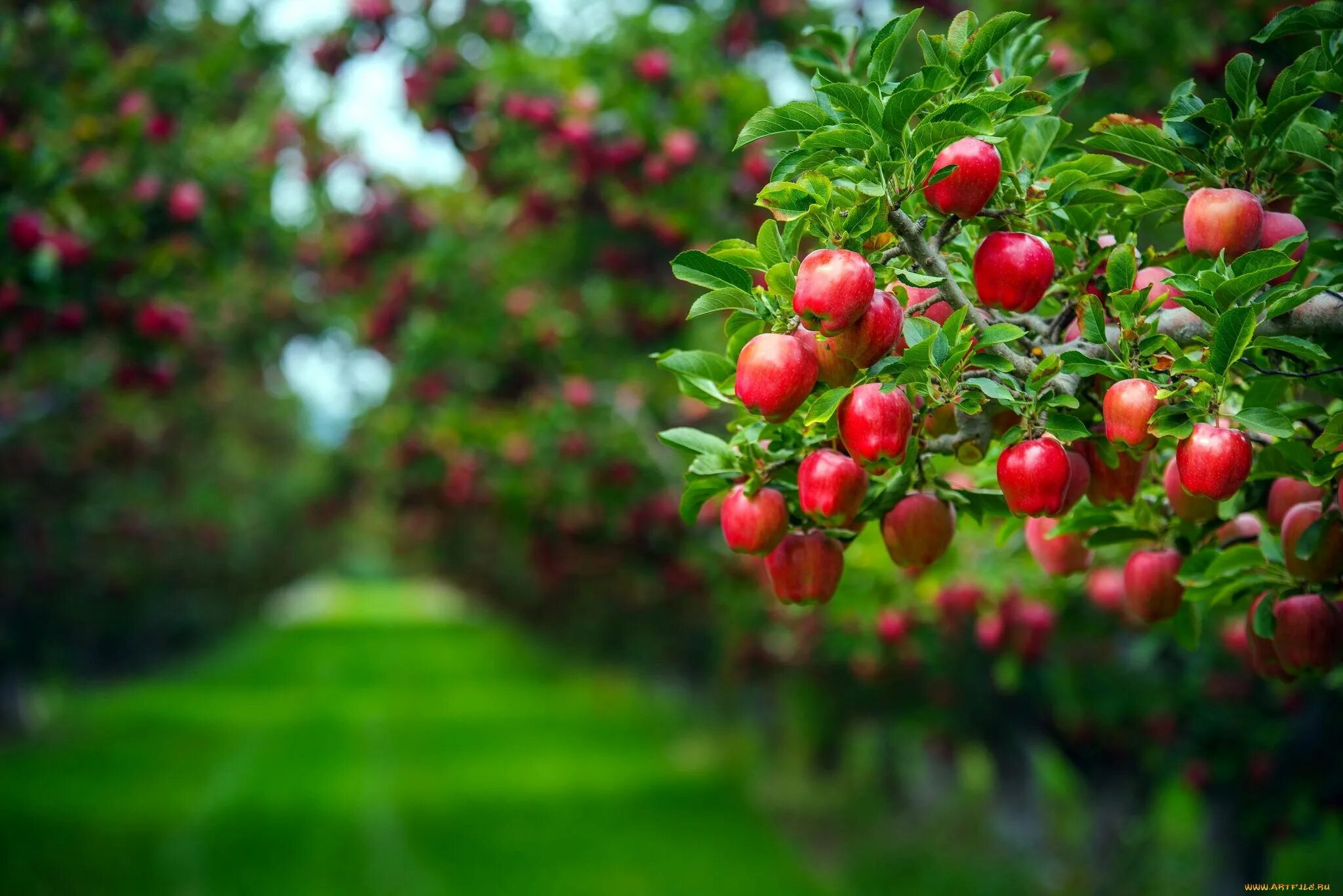 Плодовые насаждения. Яблоневый сад с плодами ряды. Фруктовые деревья для сада. Яблоня дерево. Сад с красными яблоками.