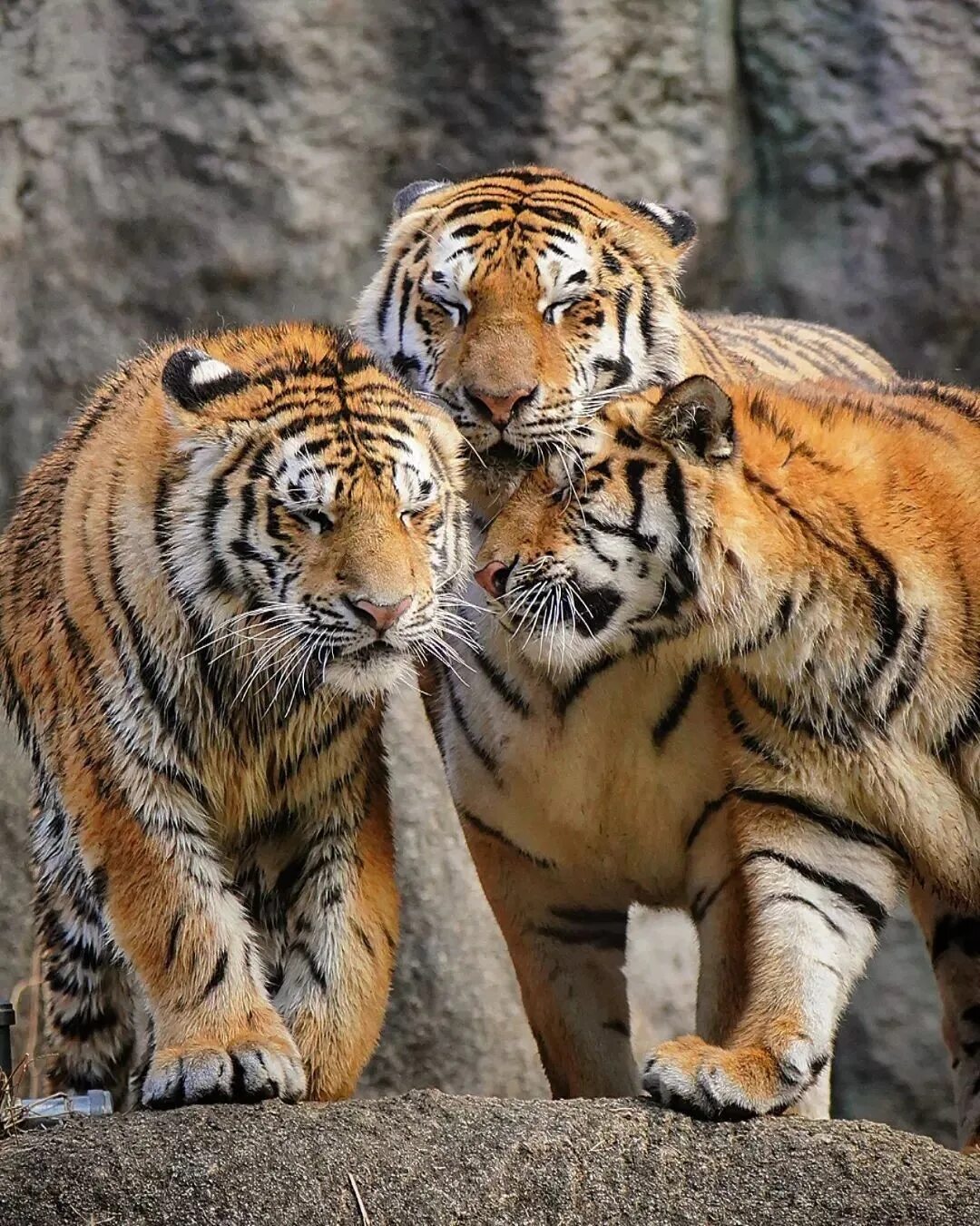 Тигр животное. Тигр 2023. Спокойная тигрица. Амурский тигр 2023. Тайгер 2023