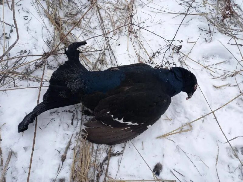 Лунки тетерева на снегу. Глухарь птица зимой. Тетерев-косач зимой. В суровую морозную зиму тетерева. Глухарь птица зимой.