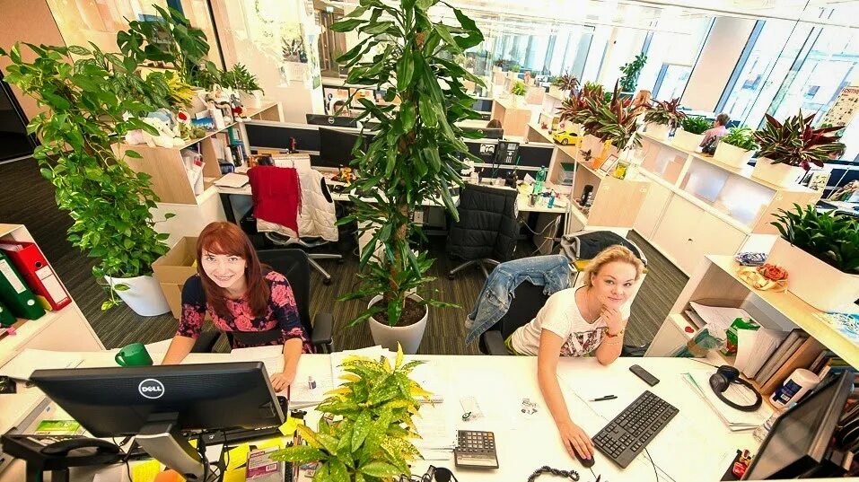 Сады и люди ижевск. Растения для офиса. Озеленение рабочего места. Рабочее место с растениями. Цветы на рабочем месте в офисе.