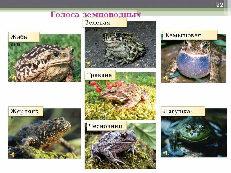 Приведи примеры представителей группы земноводных Ответы : кто же такие древолазы