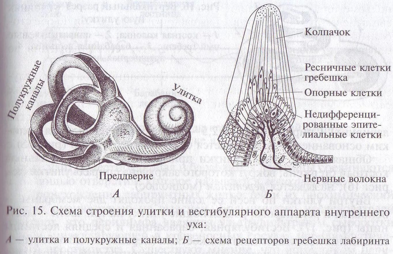 Улитка преддверие полукружные каналы. Полукружные каналы анатомия внутреннее ухо. Строение уха полукружные каналы. Строение уха человека полукружные каналы. 3 отдела улитки