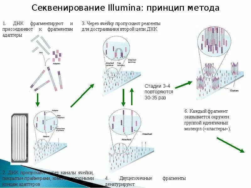 Секвенирование значение. Секвенирование принцип метода. секвенирование иллюмина принцип метода. принцип метода секвенирования днк. схема химического секвенирования днк.